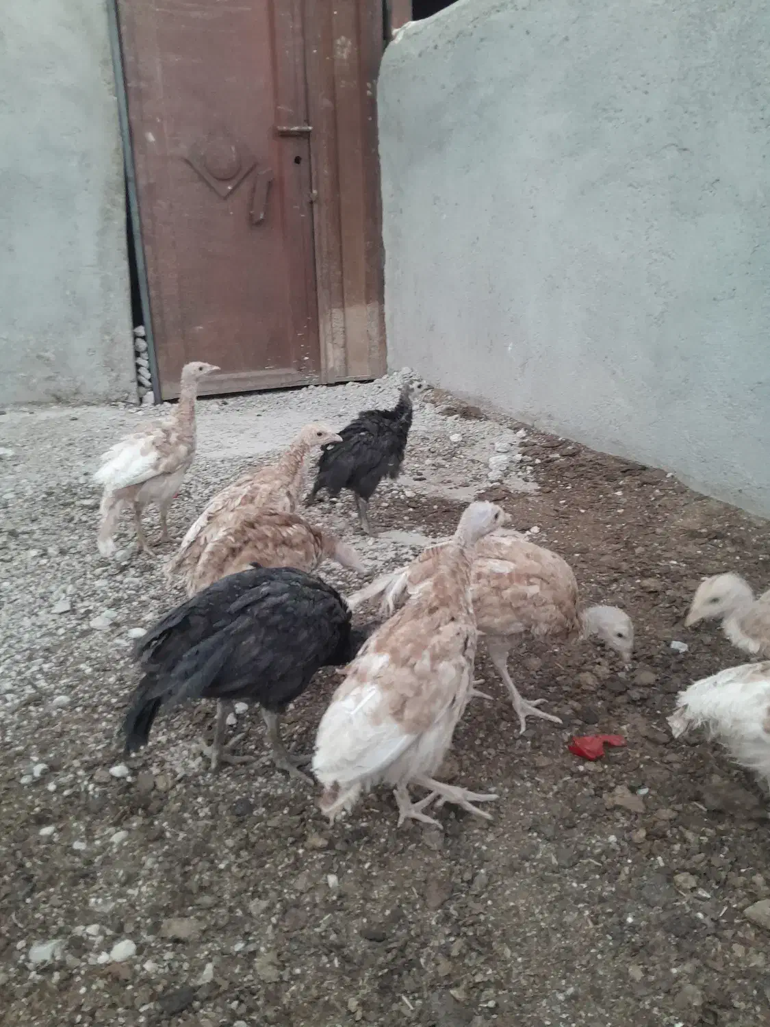 بوقلمون محلی و بوربون|حیوانات مزرعه|درگزین, |دیوار