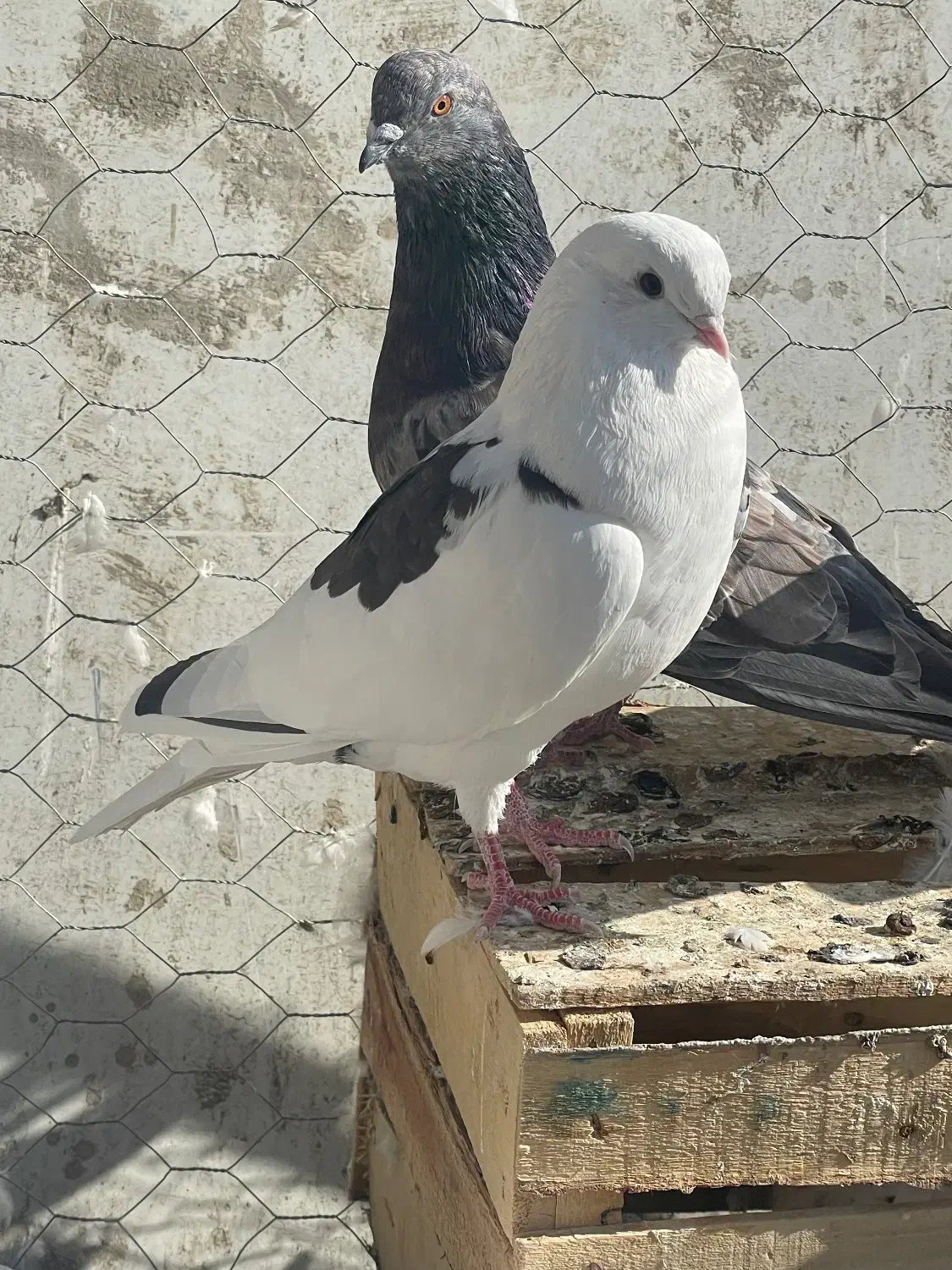 کبوتر|پرنده|هیر, |دیوار