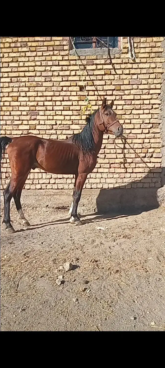 اسب|اسب و تجهیزات اسب‌سواری|خلخال, |دیوار