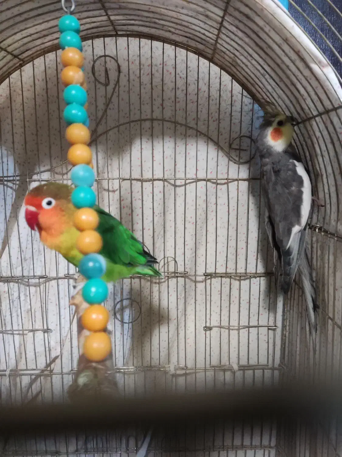 عروس هلندی طوطی کتوله|پرنده|زرند, |دیوار