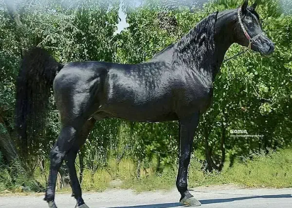 کره ۲ونیم ساله از جی ار سلیم|اسب و تجهیزات اسب‌سواری|تبریز, |دیوار