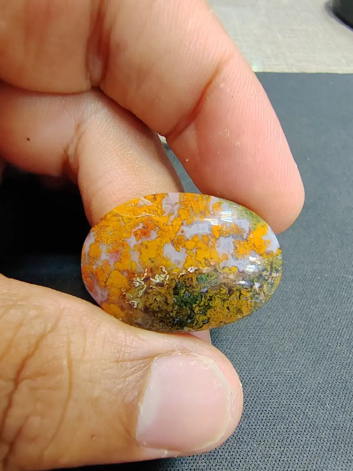 شجر بهاره|بدلیجات|بوشهر, |دیوار