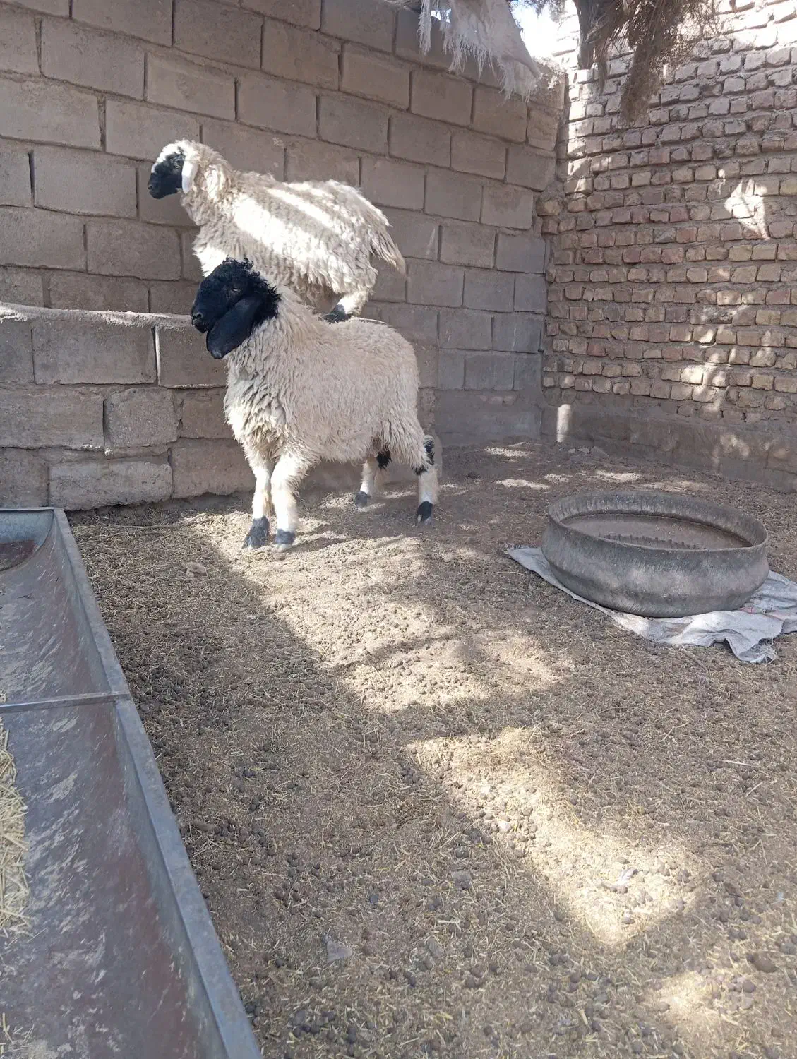 دوتا بره نر و ماده پاکستانی|حیوانات مزرعه|زابل, |دیوار