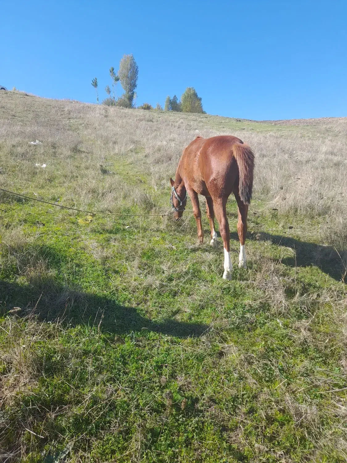 فروش اسب|حیوانات مزرعه|آبش احمد, |دیوار