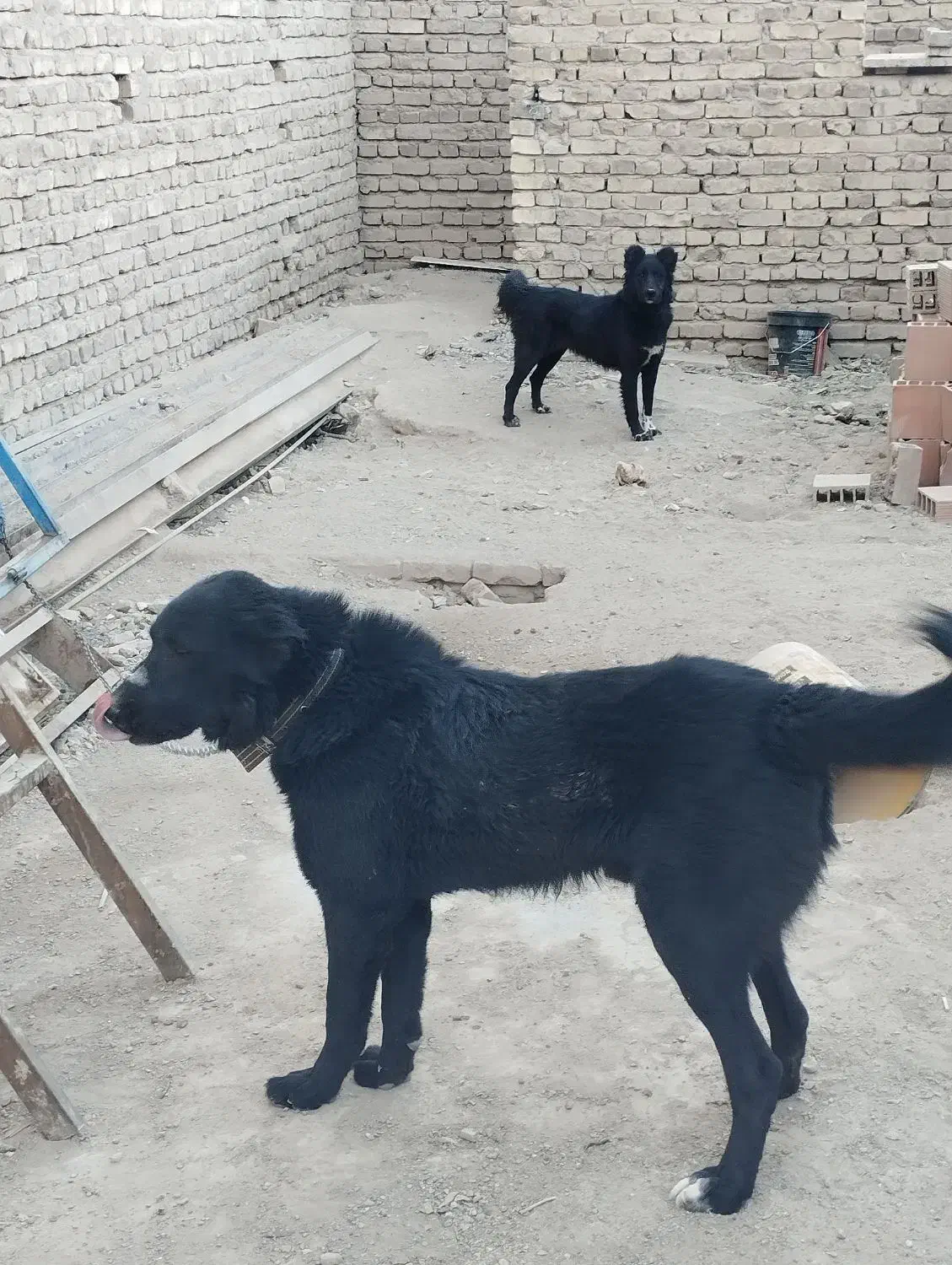 سگ قدرجونی|سگ|کرمان, |دیوار