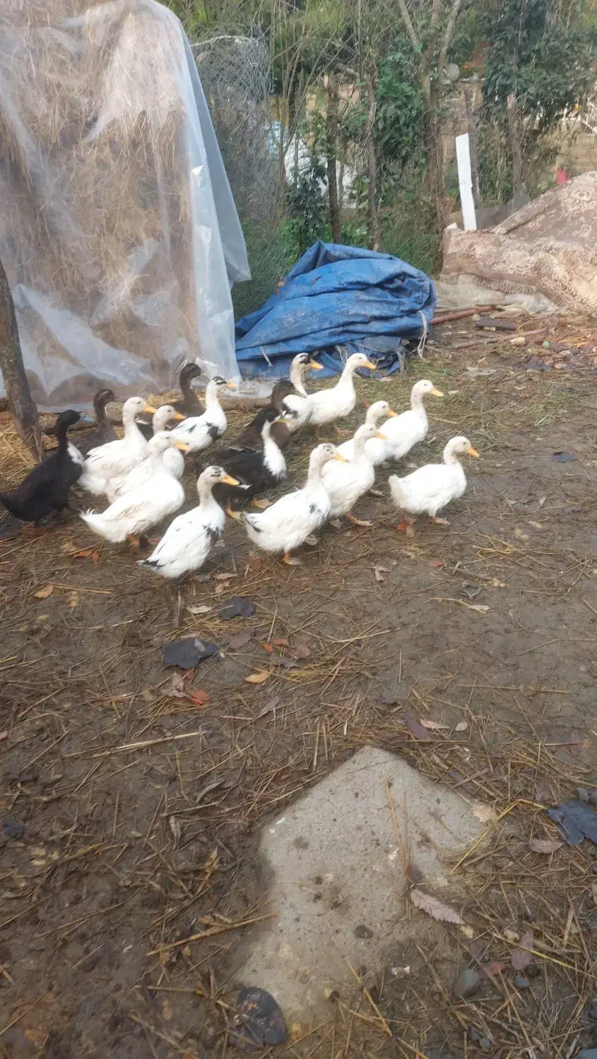 فروش فوری تعدادی اردک و بوقلمون به فروش میرسد|حیوانات مزرعه|رضوانشهر, |دیوار