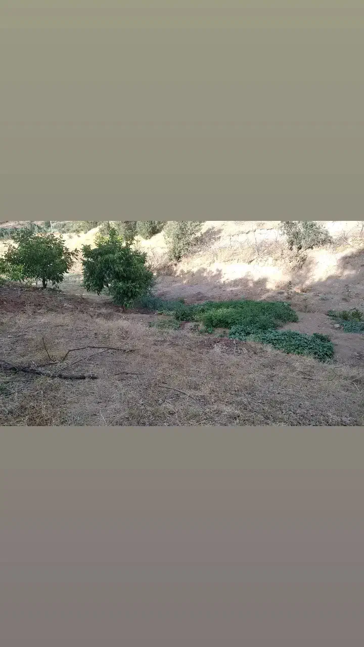 فروش زمین کشاورزی جاده جدید سنندج مریوان|فروش دفتر صنعتی، کشاورزی، تجاری|مریوان, |دیوار