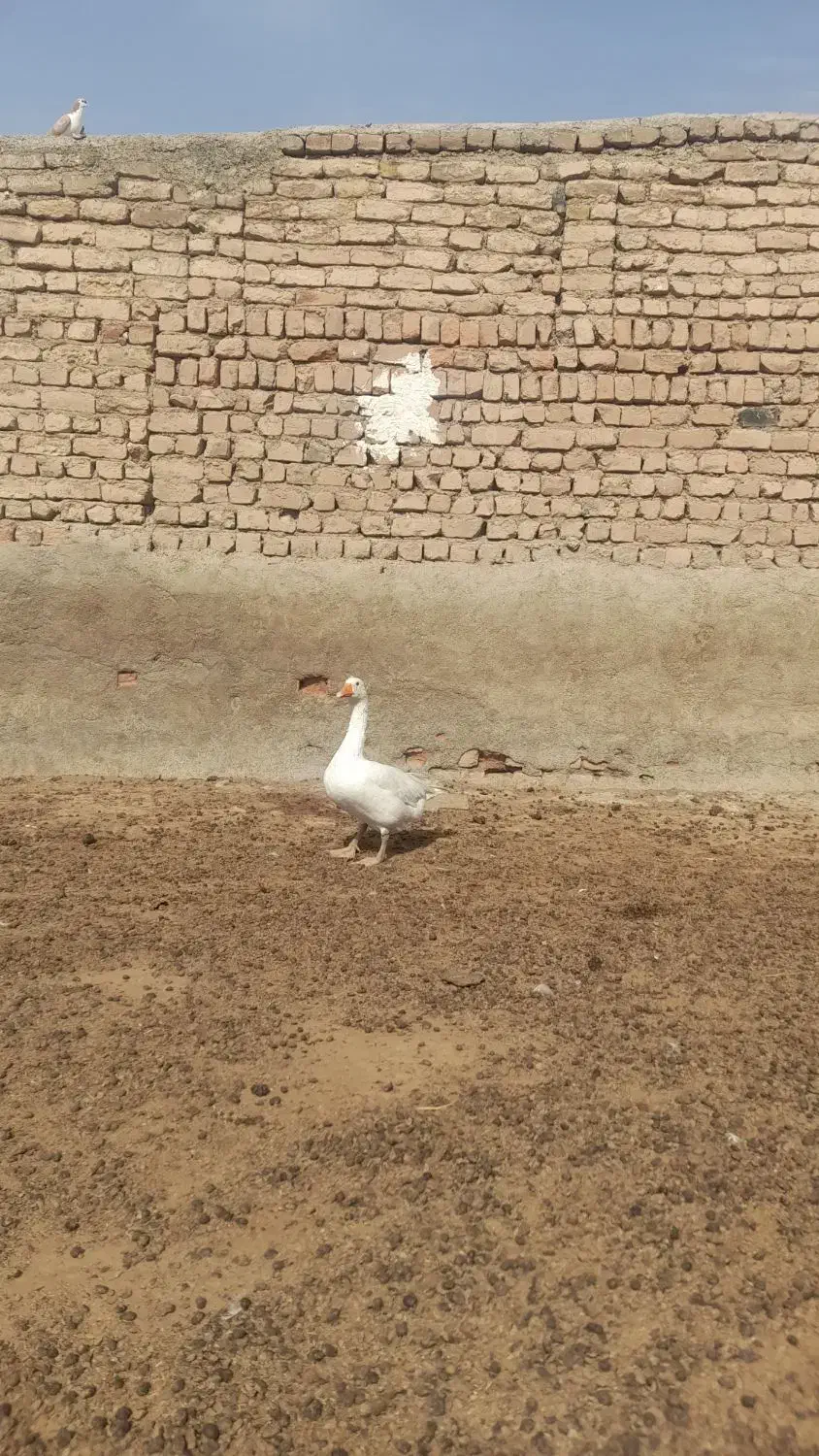 غاز|حیوانات مزرعه|نیشابور, رحیم آباد|دیوار