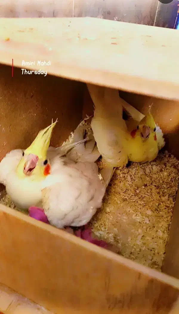 جفت مولد لوتینو دانسته|پرنده|شاهرود, |دیوار