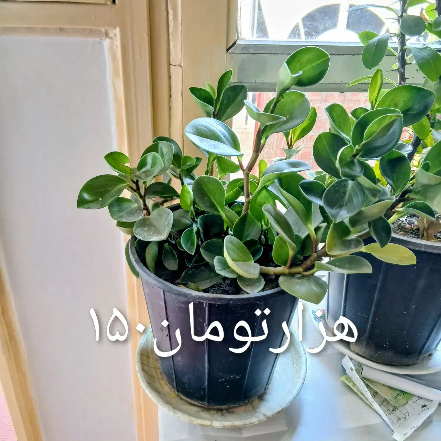 گلطبیعی|گل و گیاه طبیعی|اهر, |دیوار