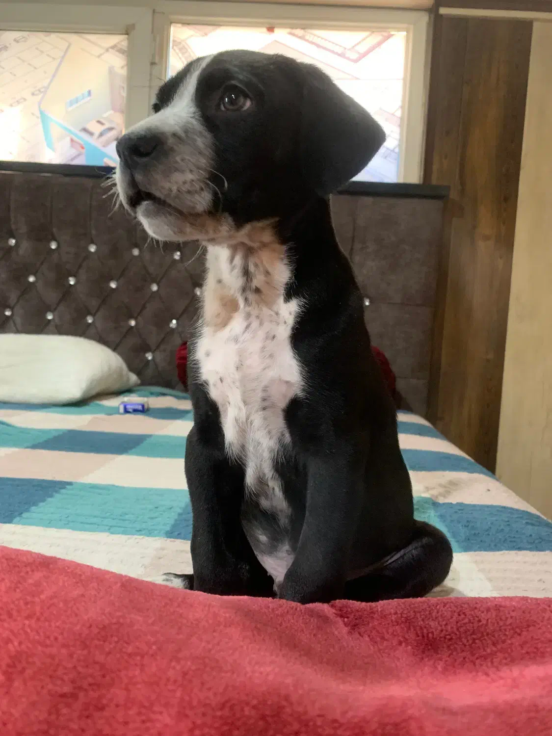 سگ پیت بول اصیل نوزاد|سگ|رباط‌کریم, رباط‌کریم|دیوار