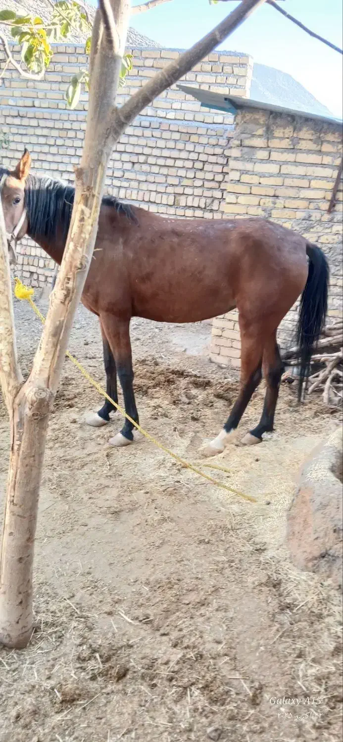 اسب مادیان|اسب و تجهیزات اسب‌سواری|الشتر, |دیوار