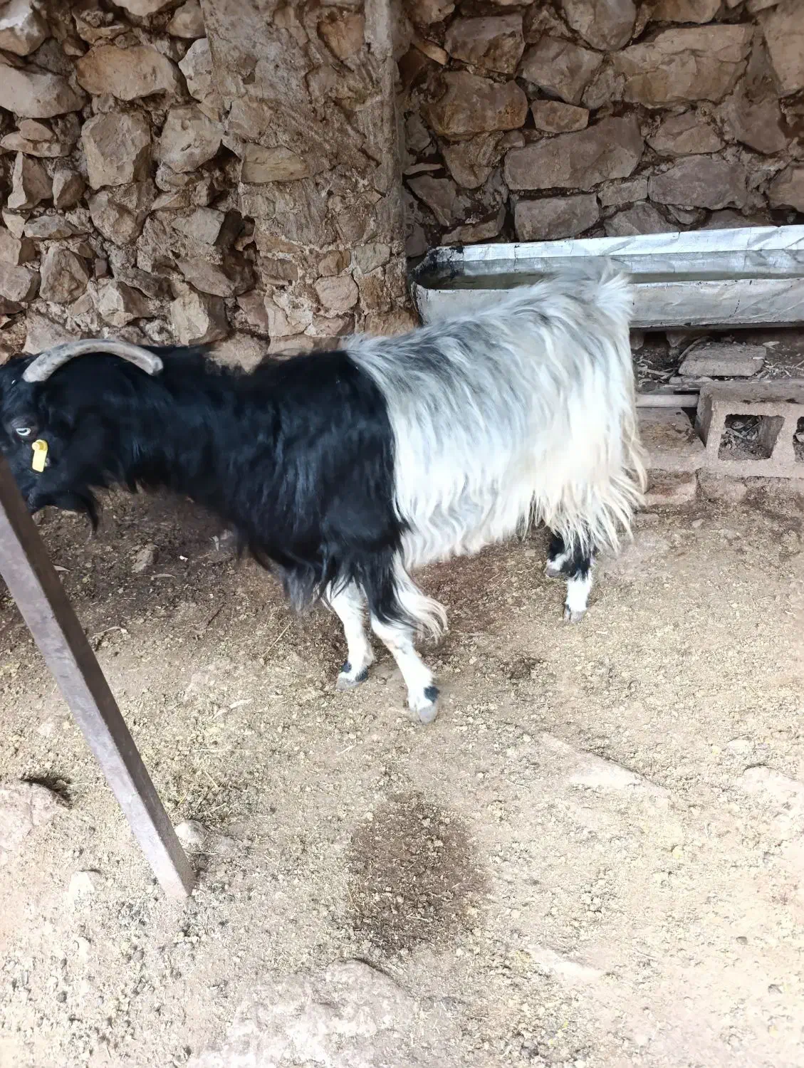 بز آبستن|حیوانات مزرعه|دهدشت, |دیوار