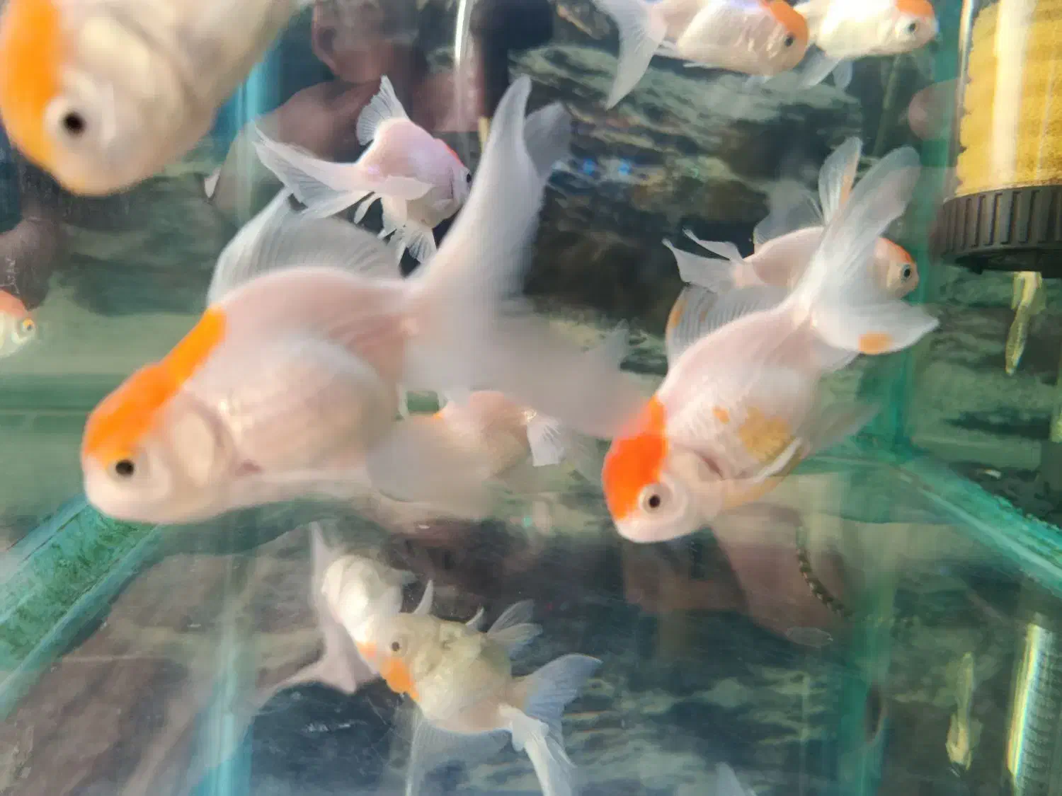 ماهی گلدفیش هد دار|ماهی|رشت, شهرک صبا|دیوار