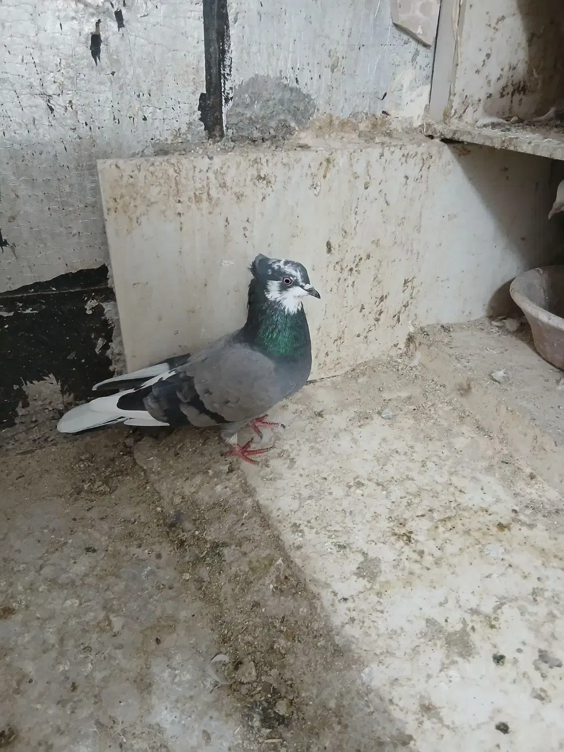 کبوترماده|پرنده|سرپل ذهاب, |دیوار