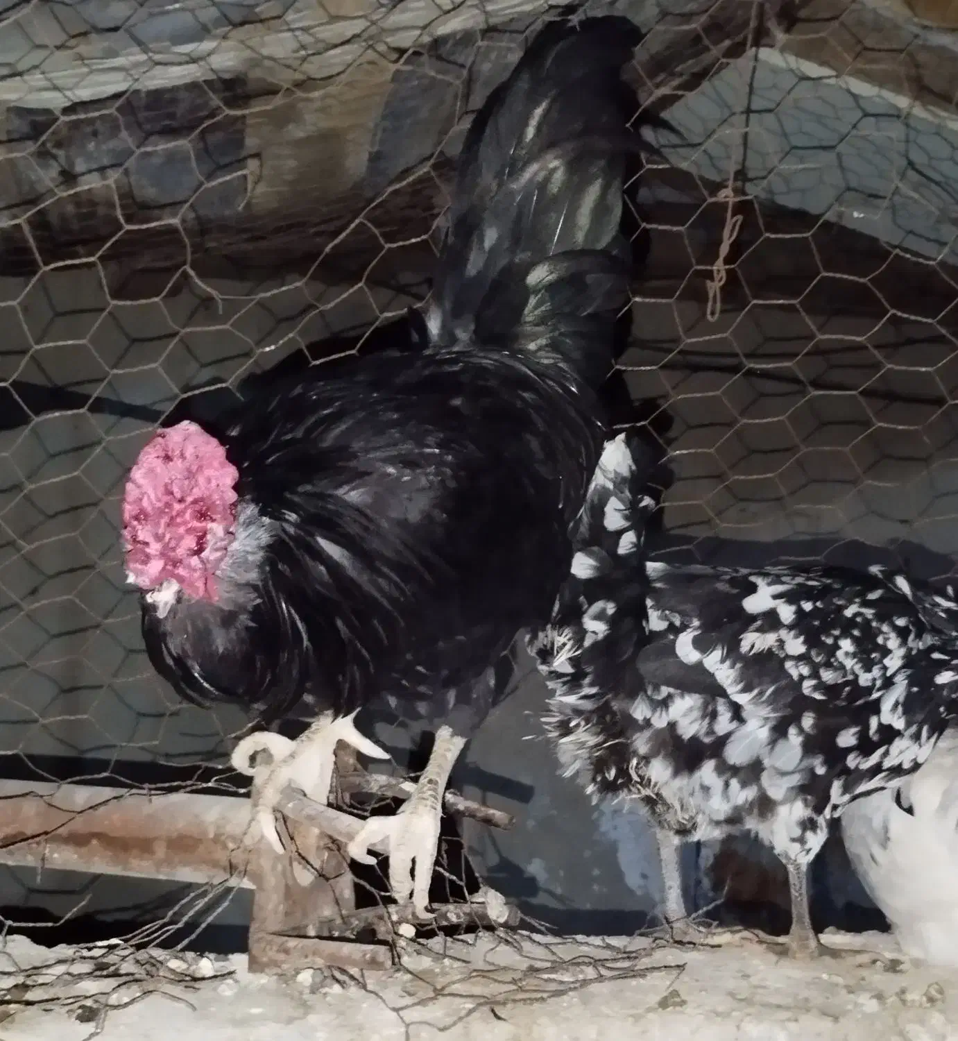 تخم مرغ گلین اصل|حیوانات مزرعه|لامرد, |دیوار