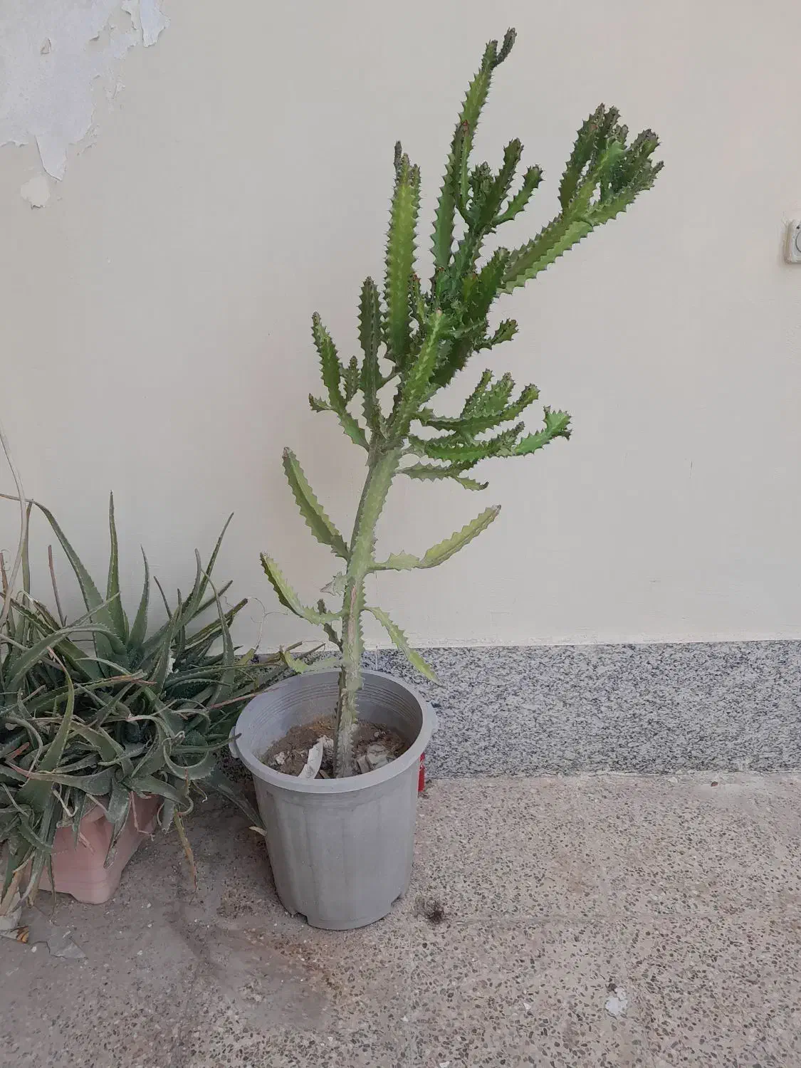 کاکتوس|گل و گیاه طبیعی|قشم, |دیوار