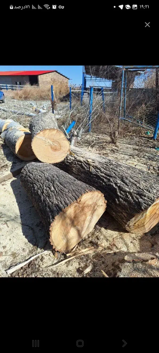 خرید انواع چوب ودرختان خشک وتر باقیمت نقد|خدمات باغبانی و درختکاری|آذرشهر, |دیوار