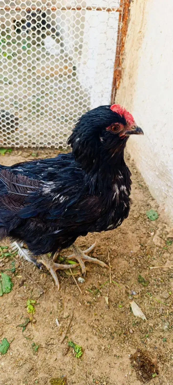 مرغ مرندی|حیوانات مزرعه|شیراز, باغشهر اهل بیت|دیوار