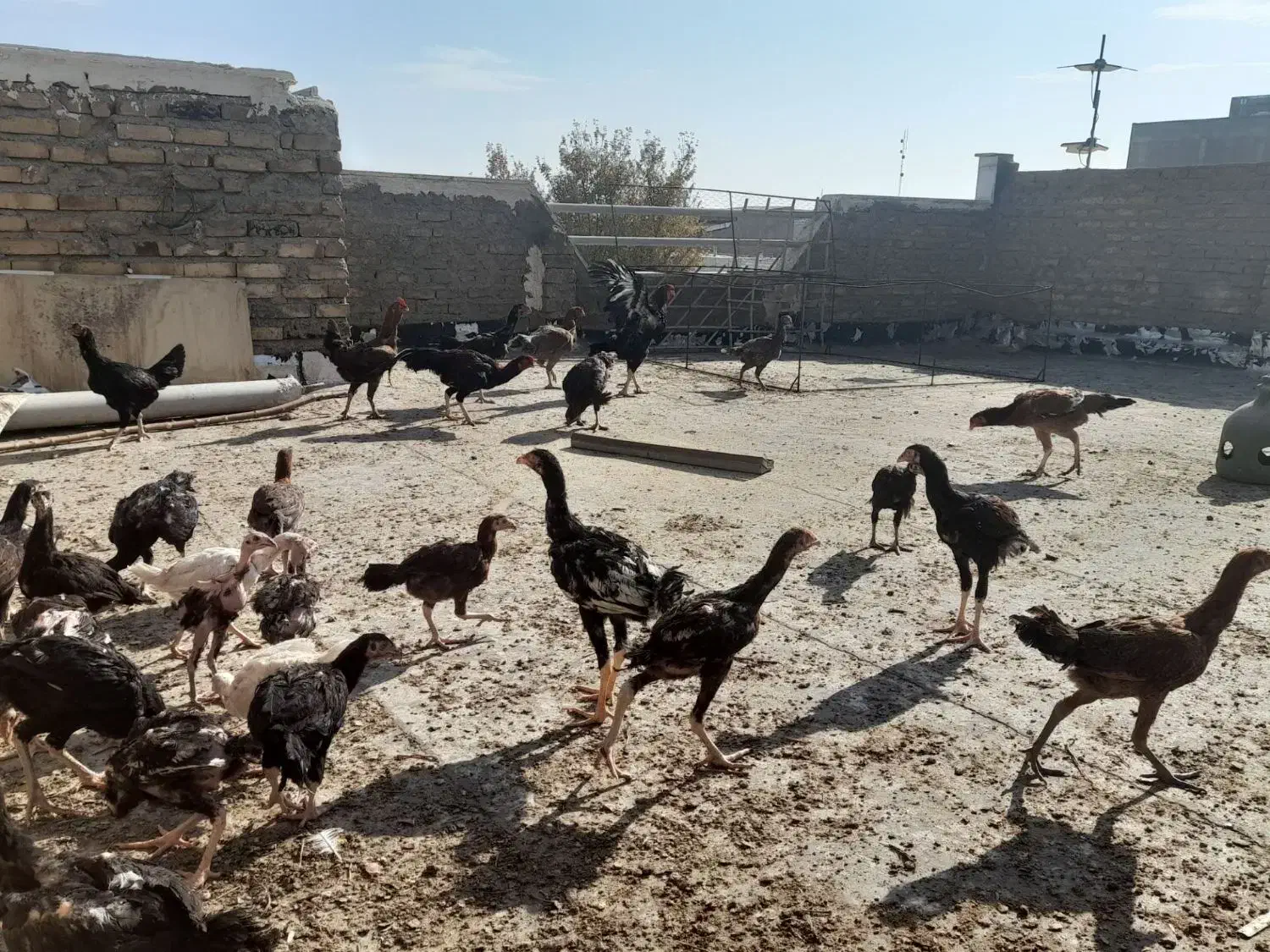 لاری|حیوانات مزرعه|تاکستان, |دیوار