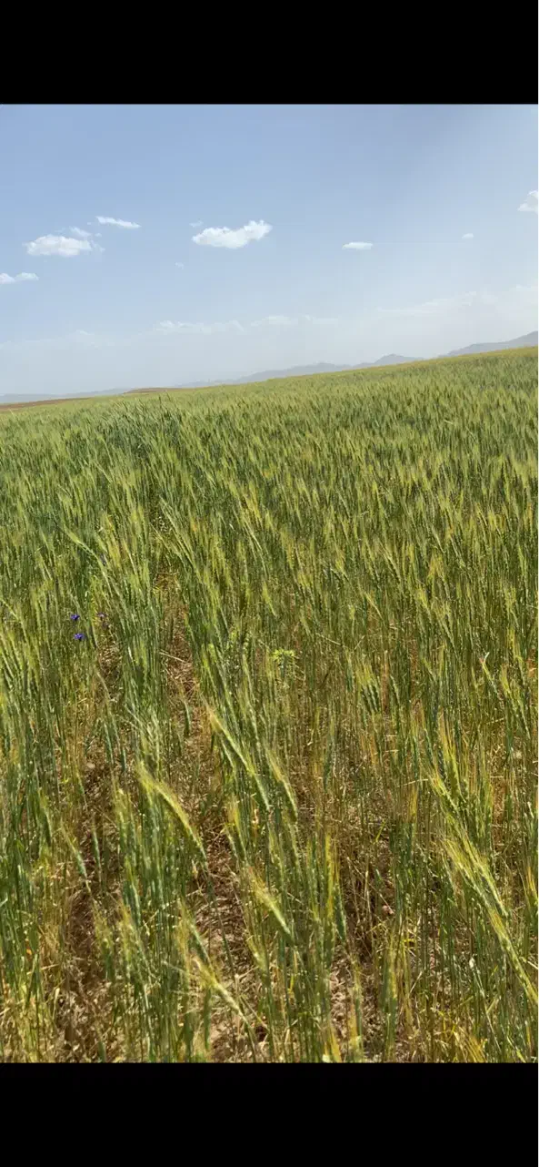 چهل هکتار زمین کشاورزی یک قطعه|فروش دفتر صنعتی، کشاورزی، تجاری|شراء, |دیوار