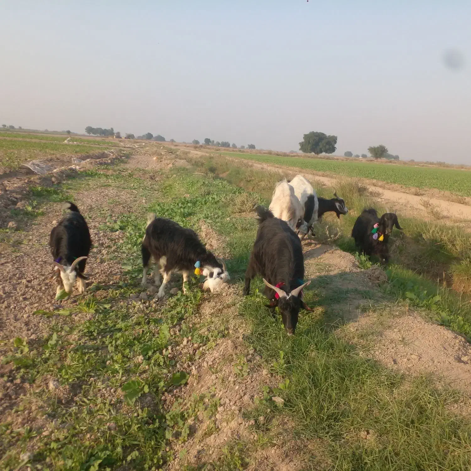 فروش بز ابستن|حیوانات مزرعه|شوش, |دیوار