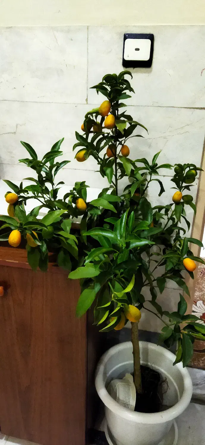 درختچه پرتقال کامکوات طبیعی|گل و گیاه طبیعی|تهران, مشیریه|دیوار