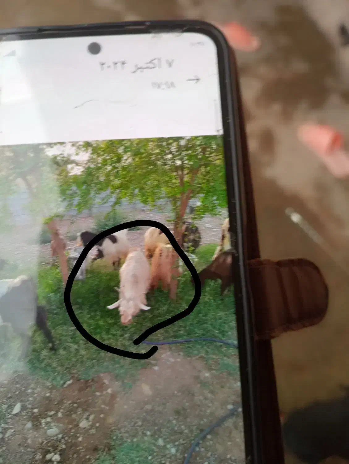 گم شده|حیوانات|اندیمشک, |دیوار