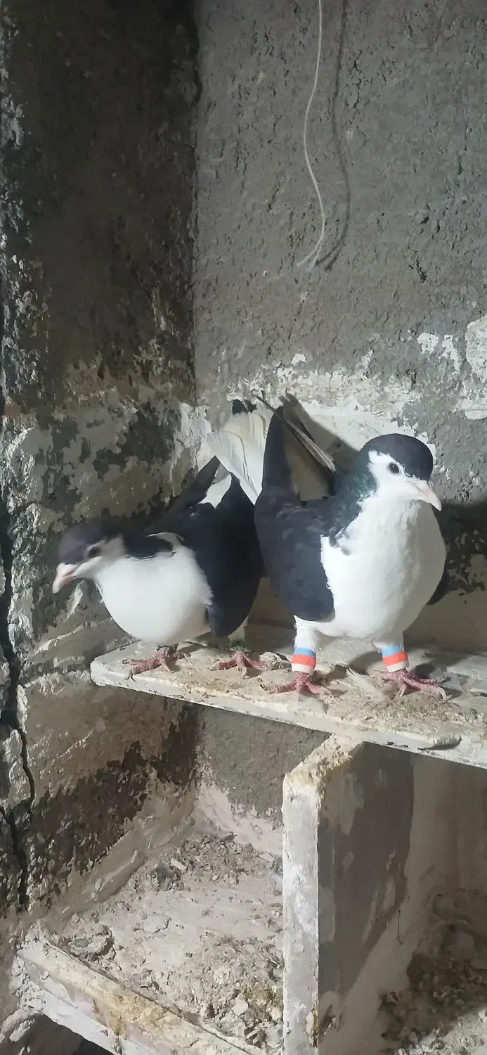 پرنده|پرنده|چناران, |دیوار