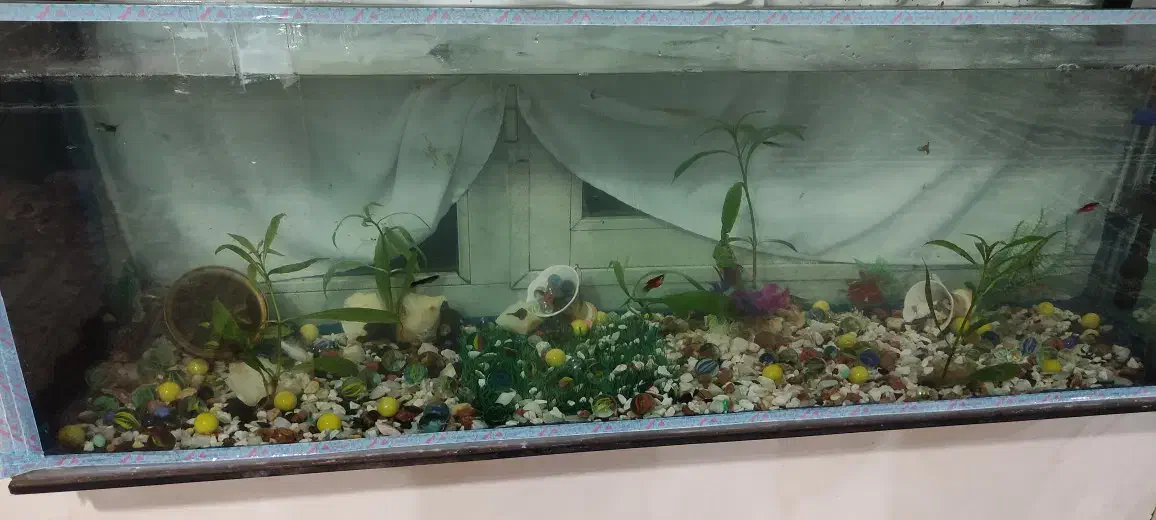 آکواریوم|ماهی|نقده, |دیوار