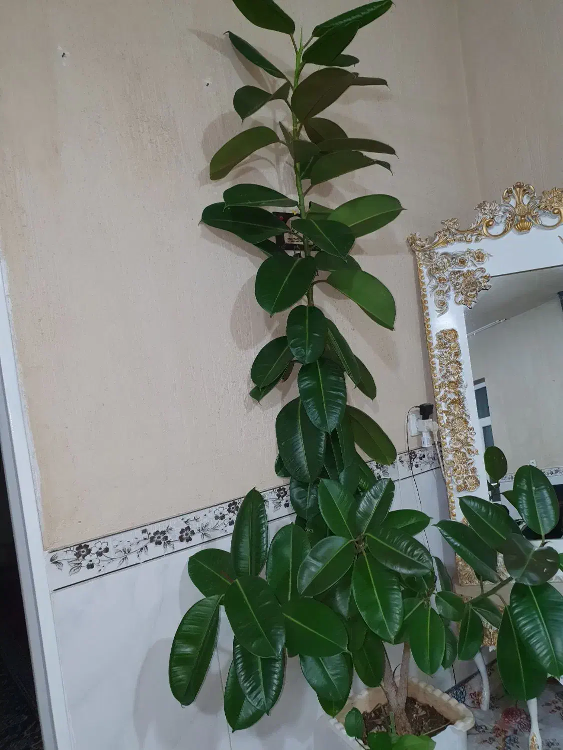 گل  خانگی فیلی|گل و گیاه طبیعی|جوانرود, |دیوار