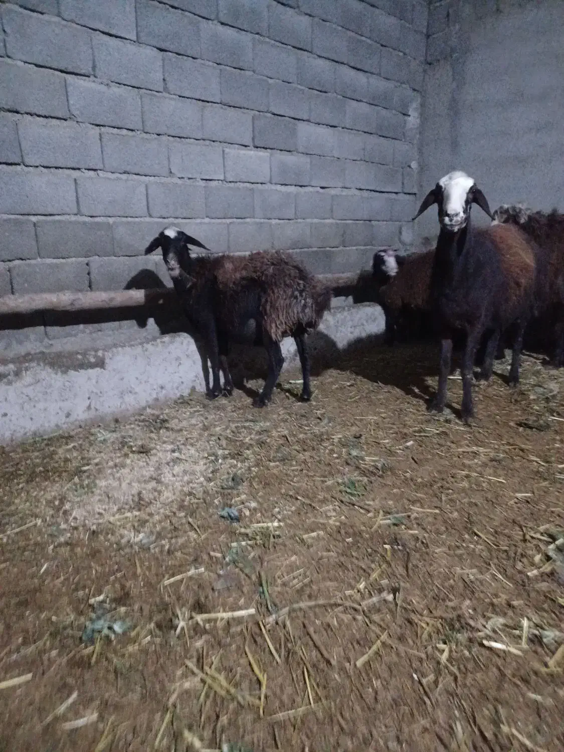 میش بره نر و ماده|حیوانات مزرعه|تنکمان, |دیوار