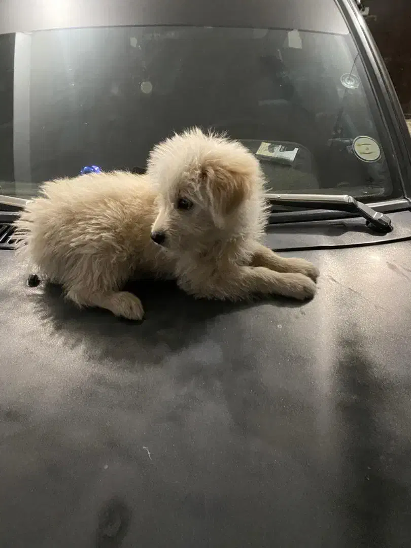 سگ خونگی|سگ|قرچک, مجتمع مسکونی طبیعت|دیوار