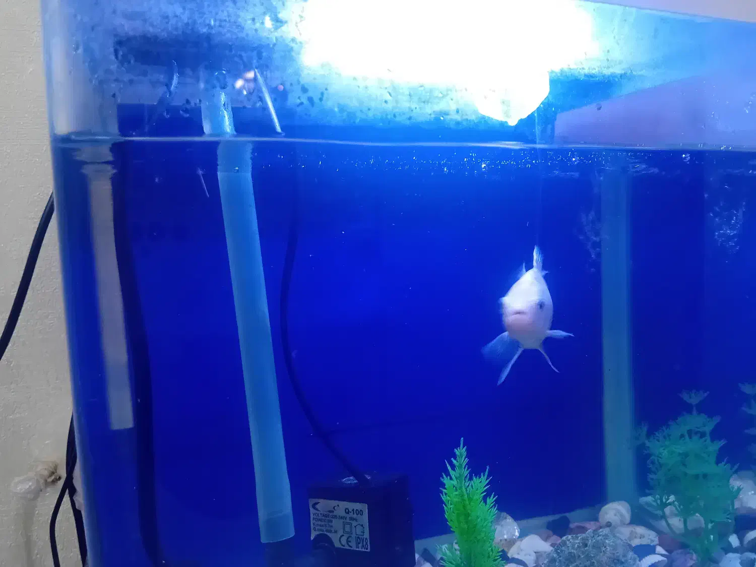 ماهی کوی  بسیار زیبا|ماهی|اراک, |دیوار