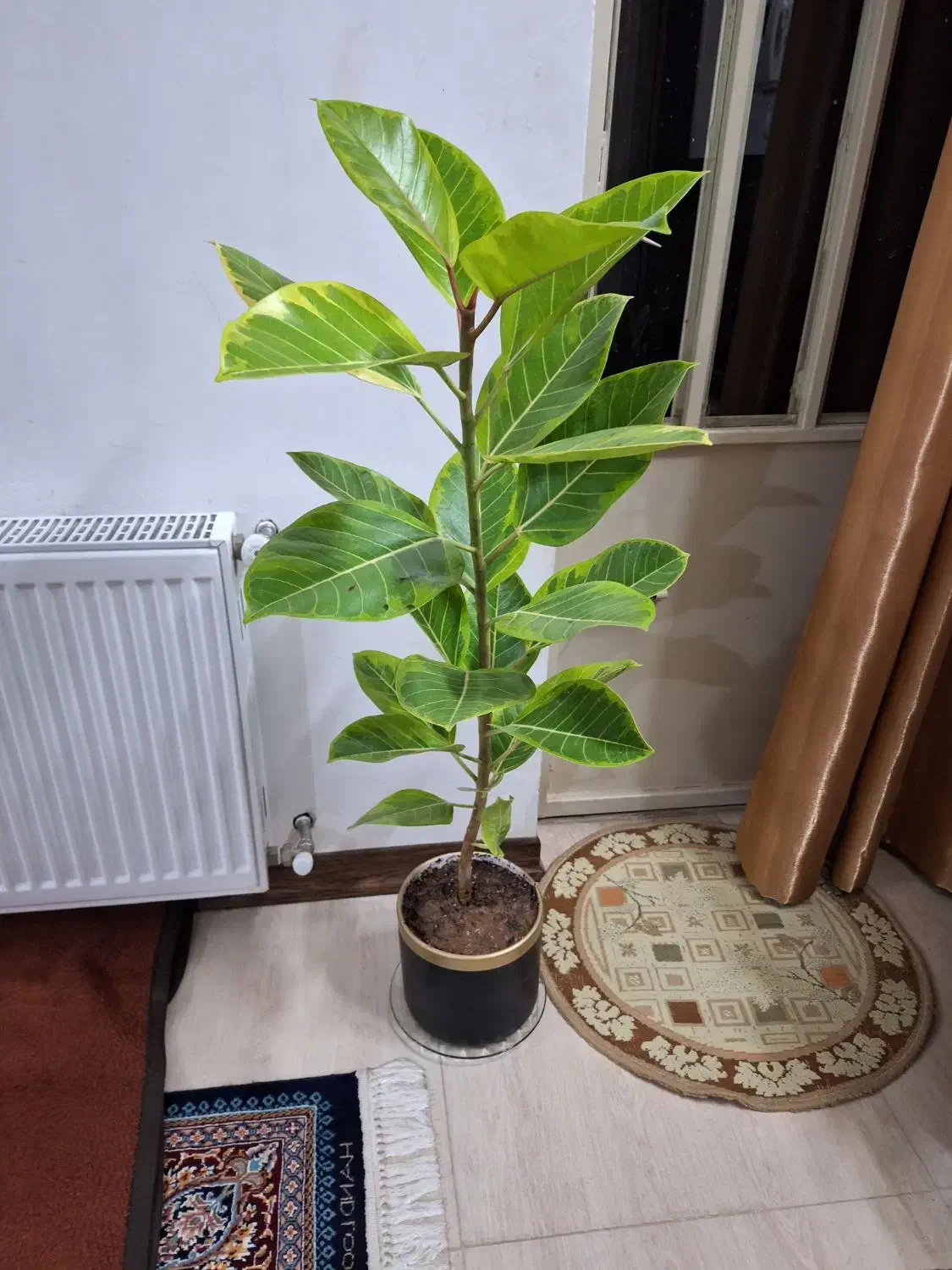 فیکوس شاداب ۱مترو ۲۰ سانت ارتفاع|گل و گیاه طبیعی|شاهین‌شهر, نسیم ۵|دیوار