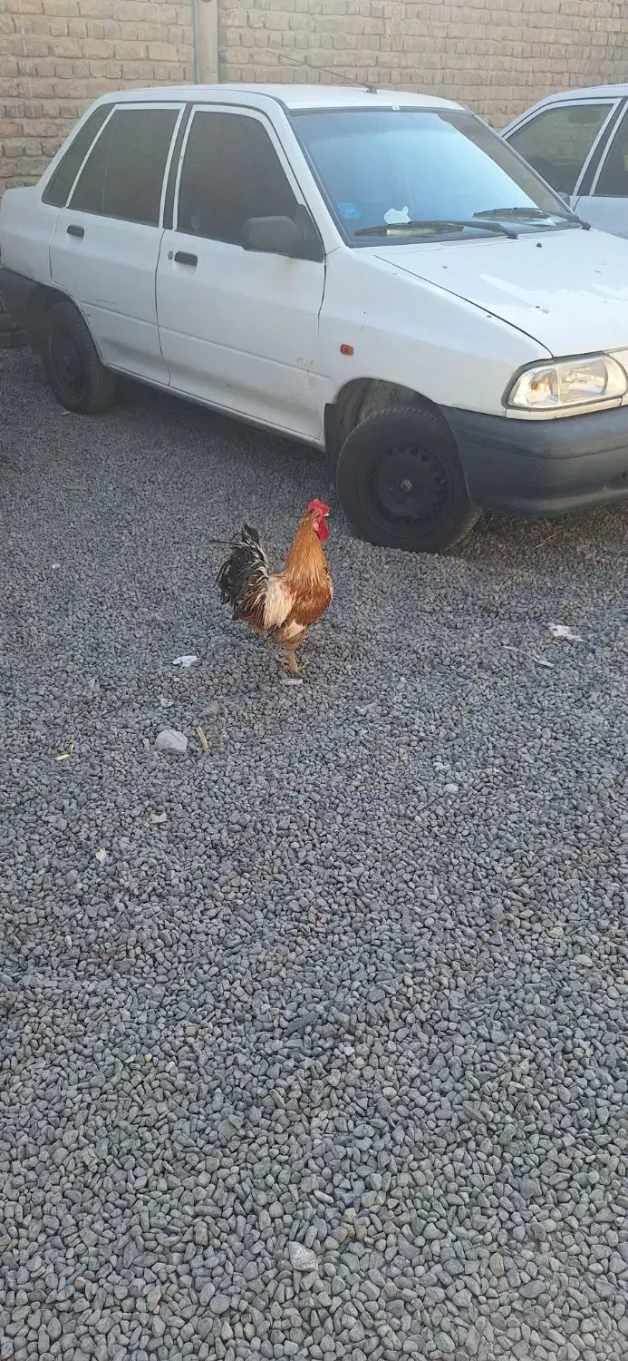 خروس گلین|حیوانات مزرعه|قم, نخودی|دیوار