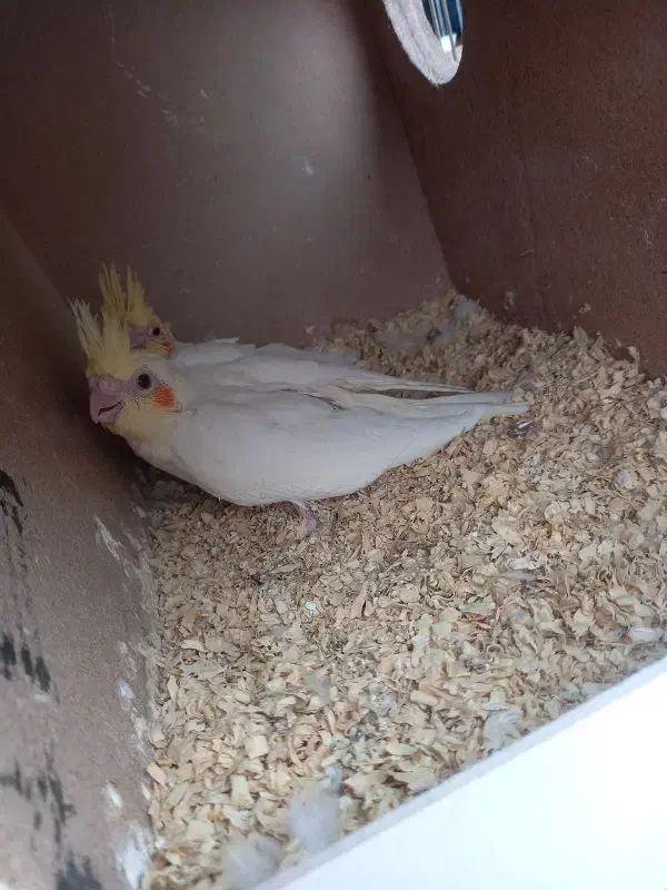 جوجه عروس سرلاکی|پرنده|اردکان, |دیوار