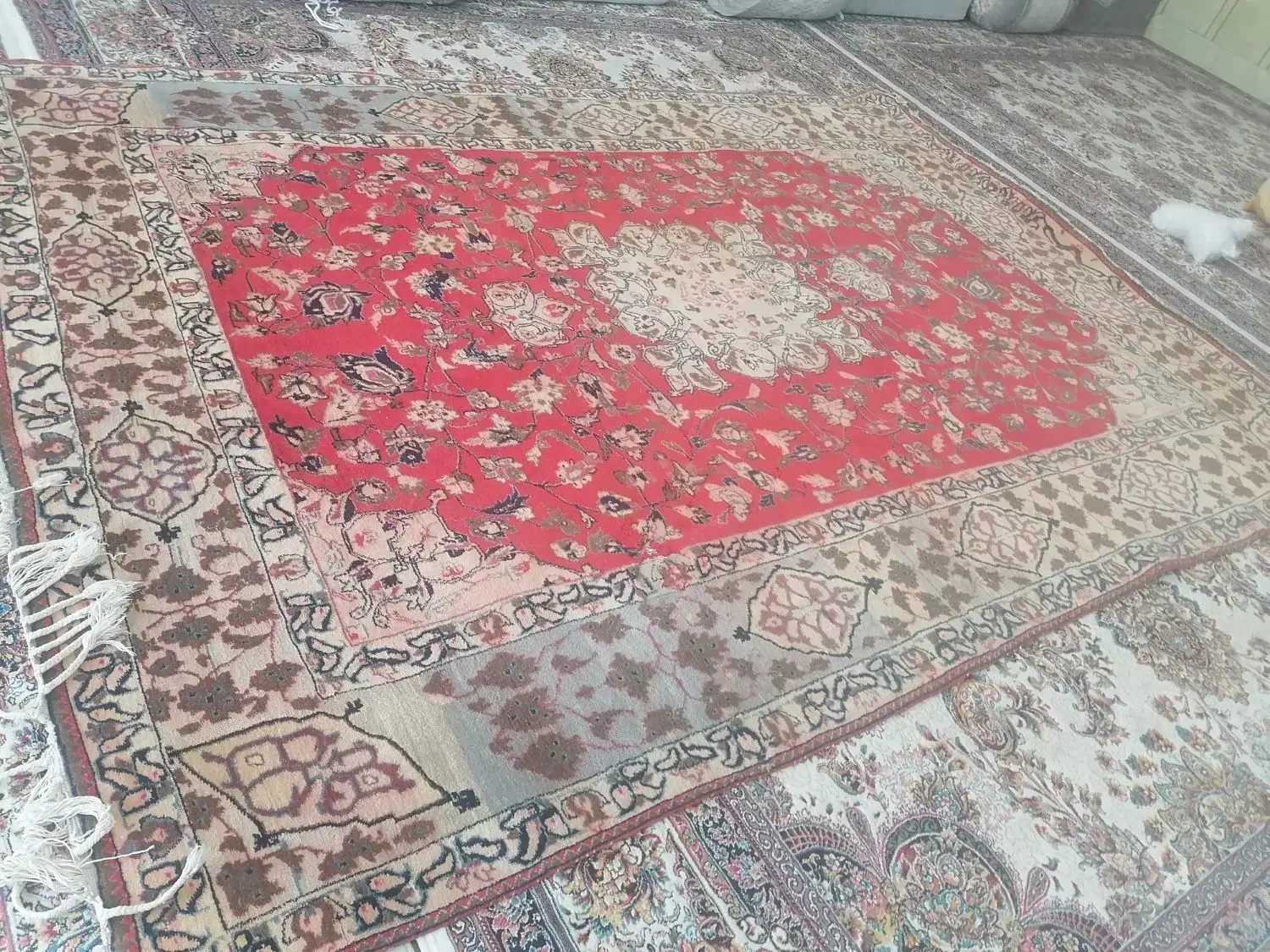 قالی ابریشمی|فرش|ایذه, |دیوار