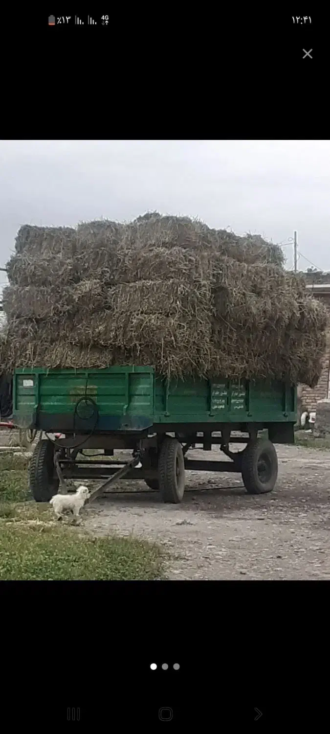 پرس بادام|خدمات باغبانی و درختکاری|پارسآباد, |دیوار