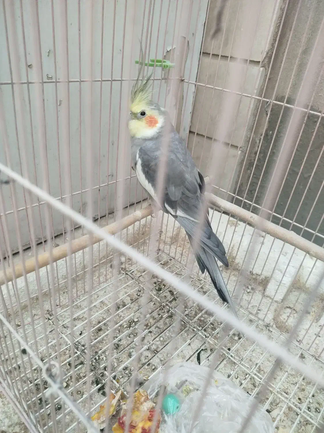 یک جفت طوطی برزیلی|پرنده|ری, دولتآباد|دیوار