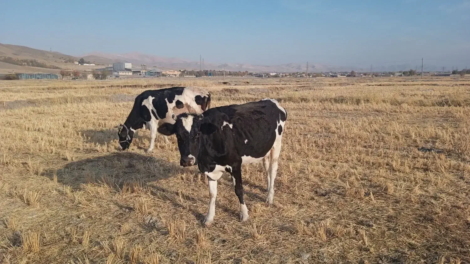 گاو شیری|حیوانات مزرعه|شیروان (لرستان), |دیوار