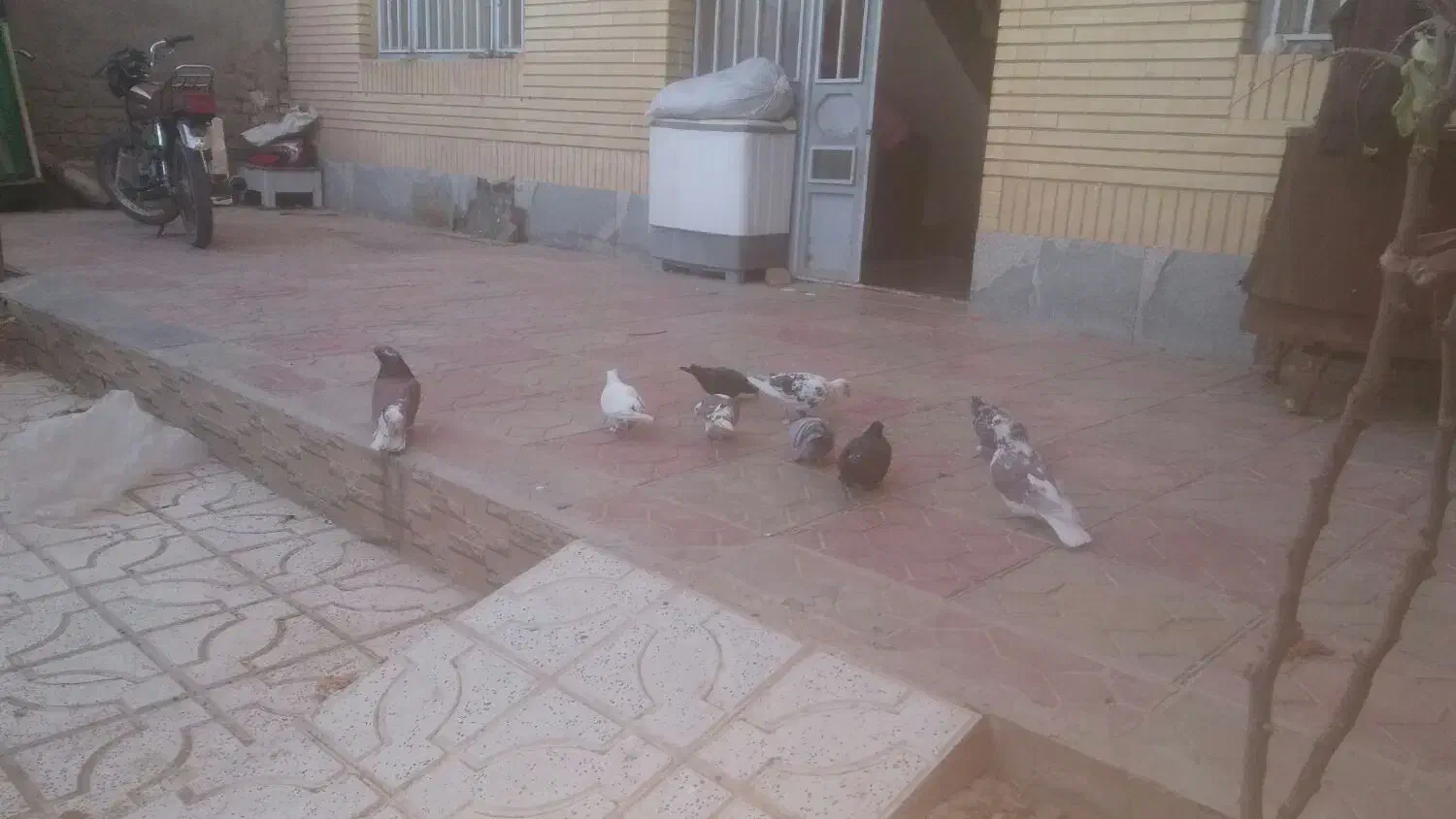 پرنده|پرنده|سربیشه, |دیوار