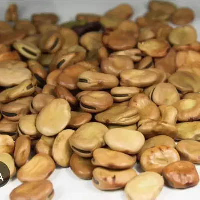 بذر باقله|خدمات باغبانی و درختکاری|دره شهر, |دیوار