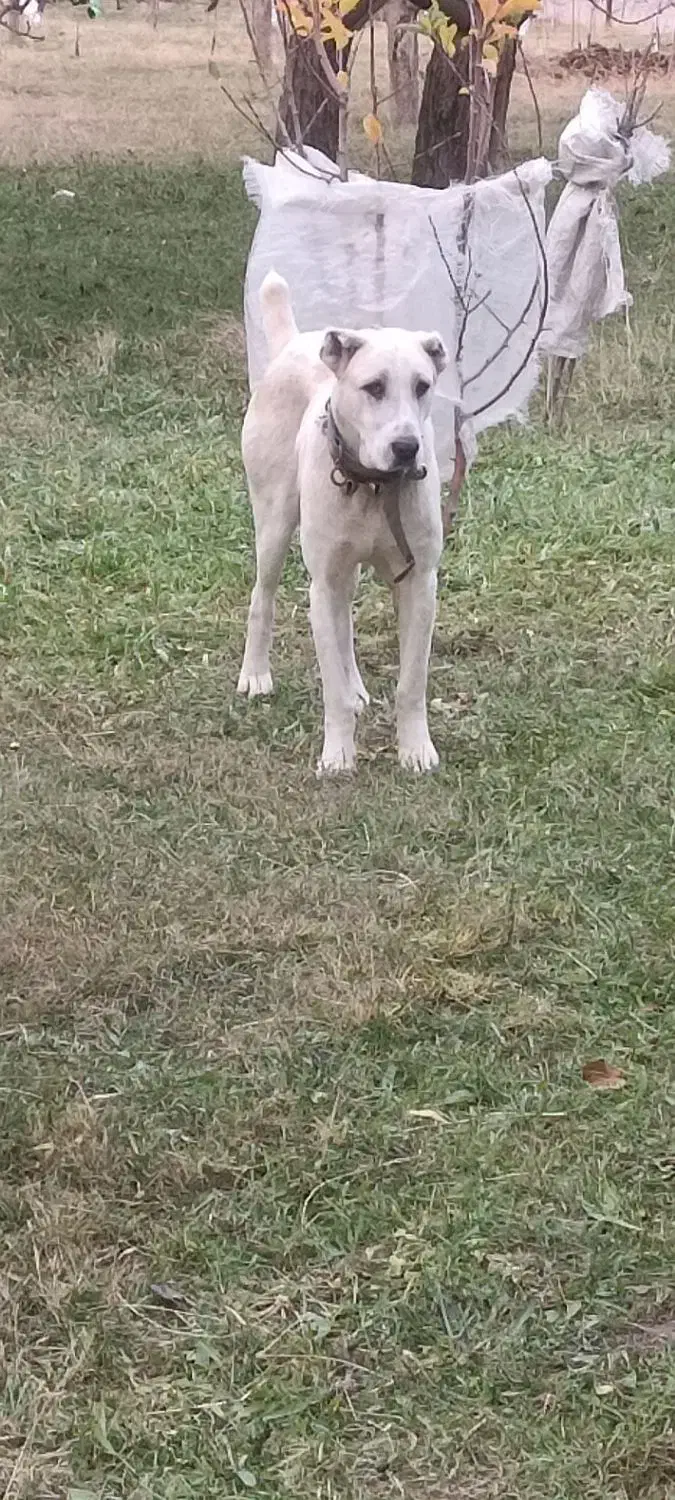 سگافغانگمشده|سگ|مشهد, درزآب|دیوار