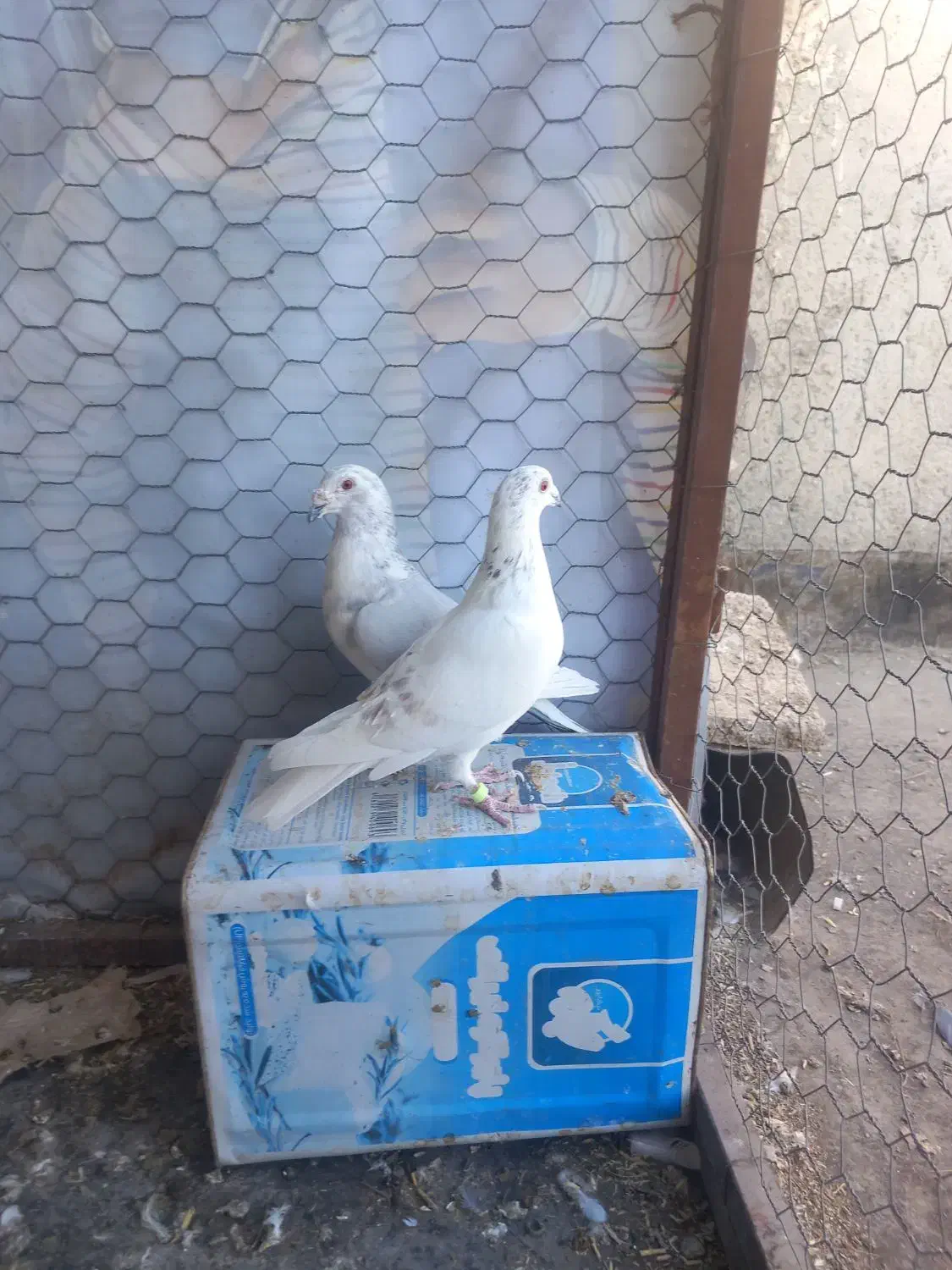 کبوترساراغون المانی درچناران|پرنده|چناران, |دیوار