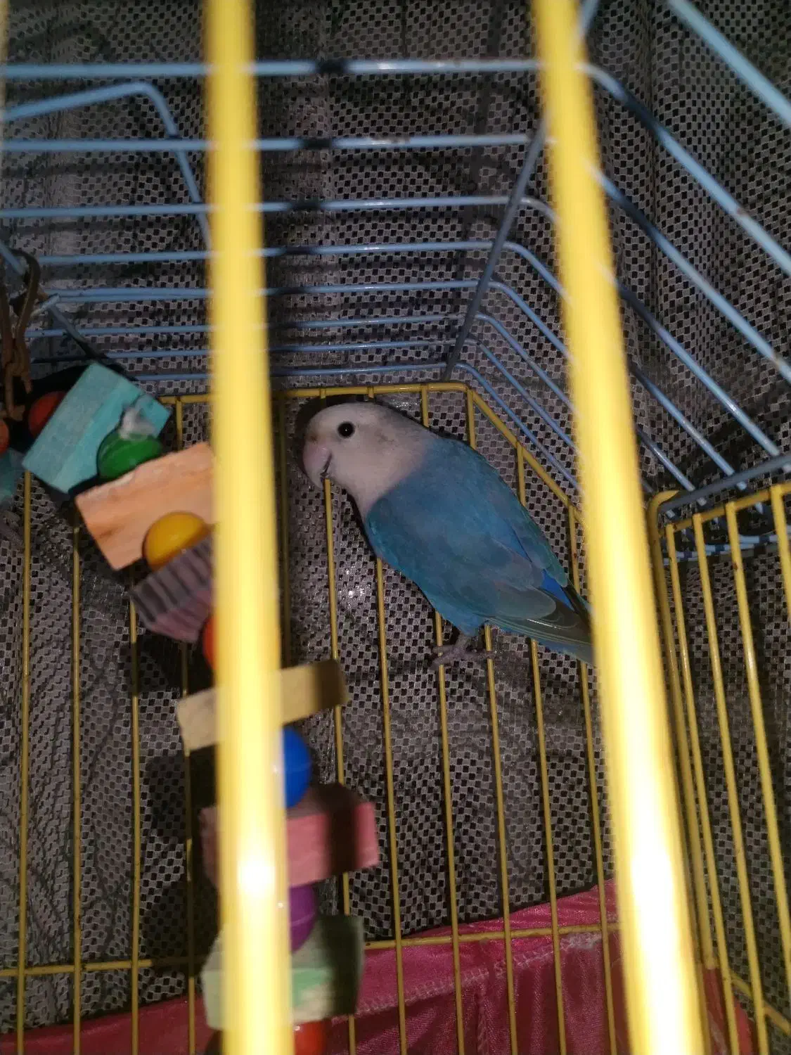 طوطی برزیلی مولد|پرنده|آبادان, |دیوار