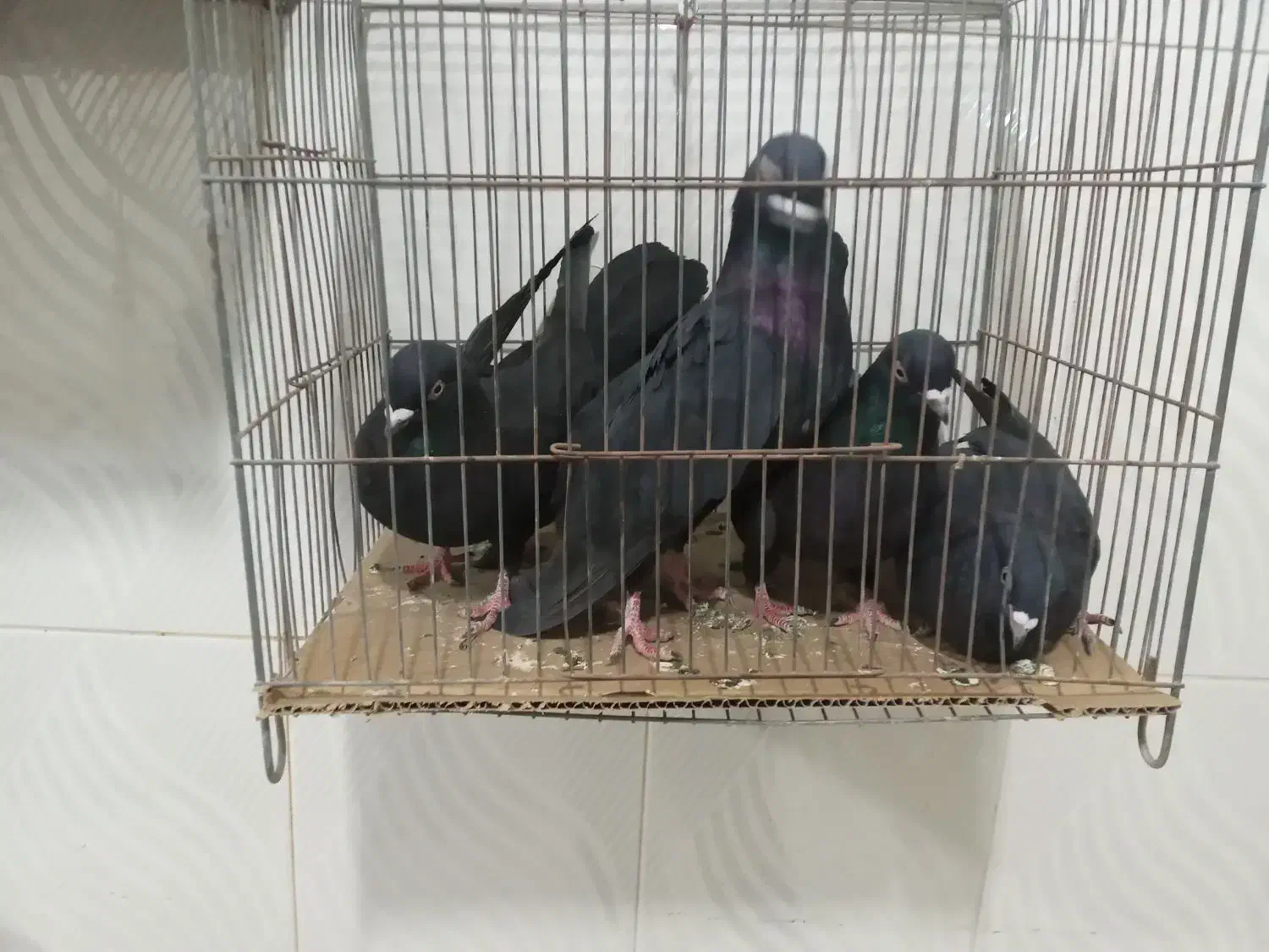 کبوتر به شرط بزن|پرنده|بستان آباد, |دیوار