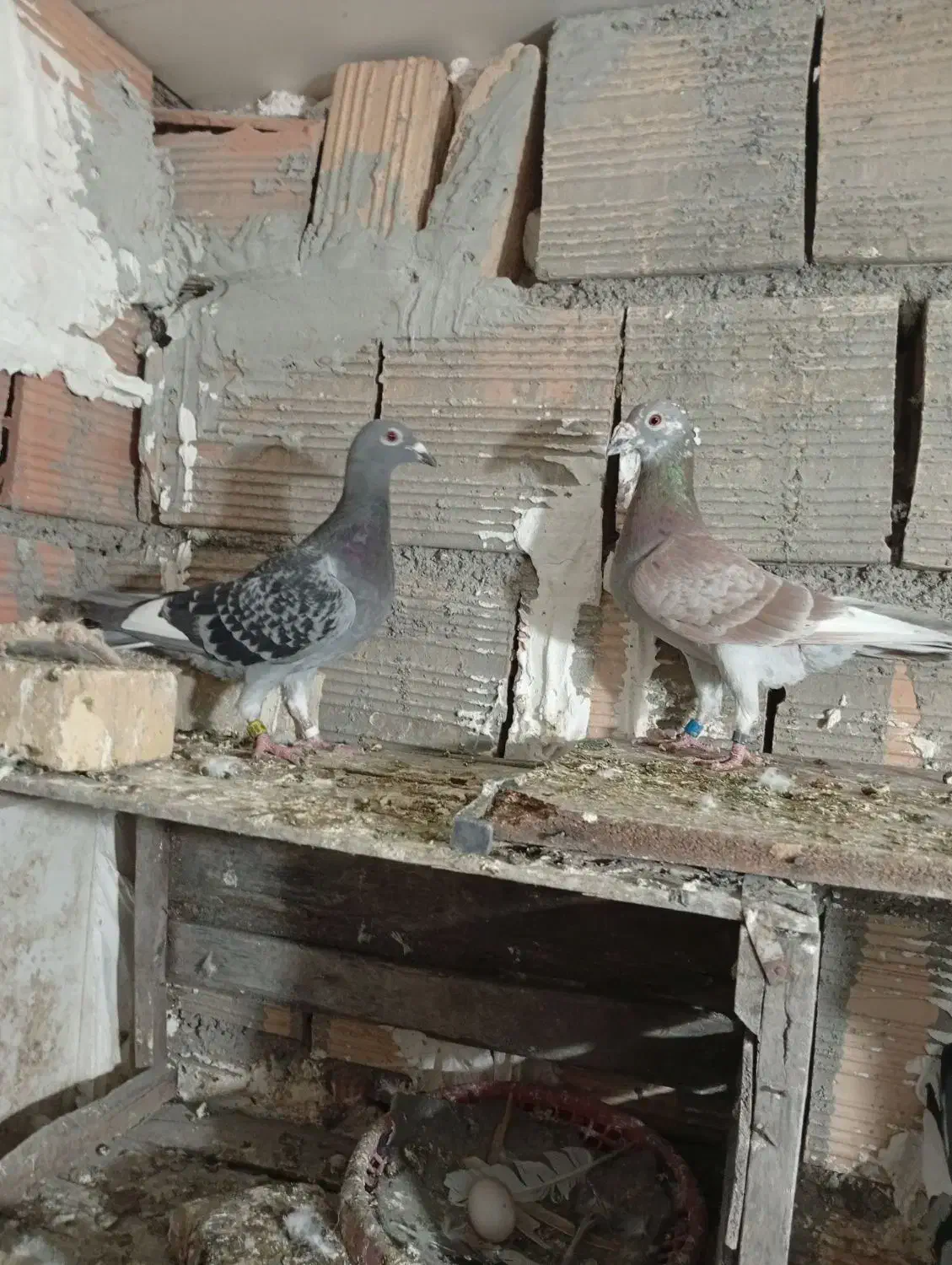 کبوتر|پرنده|علی‌آباد کتول, |دیوار