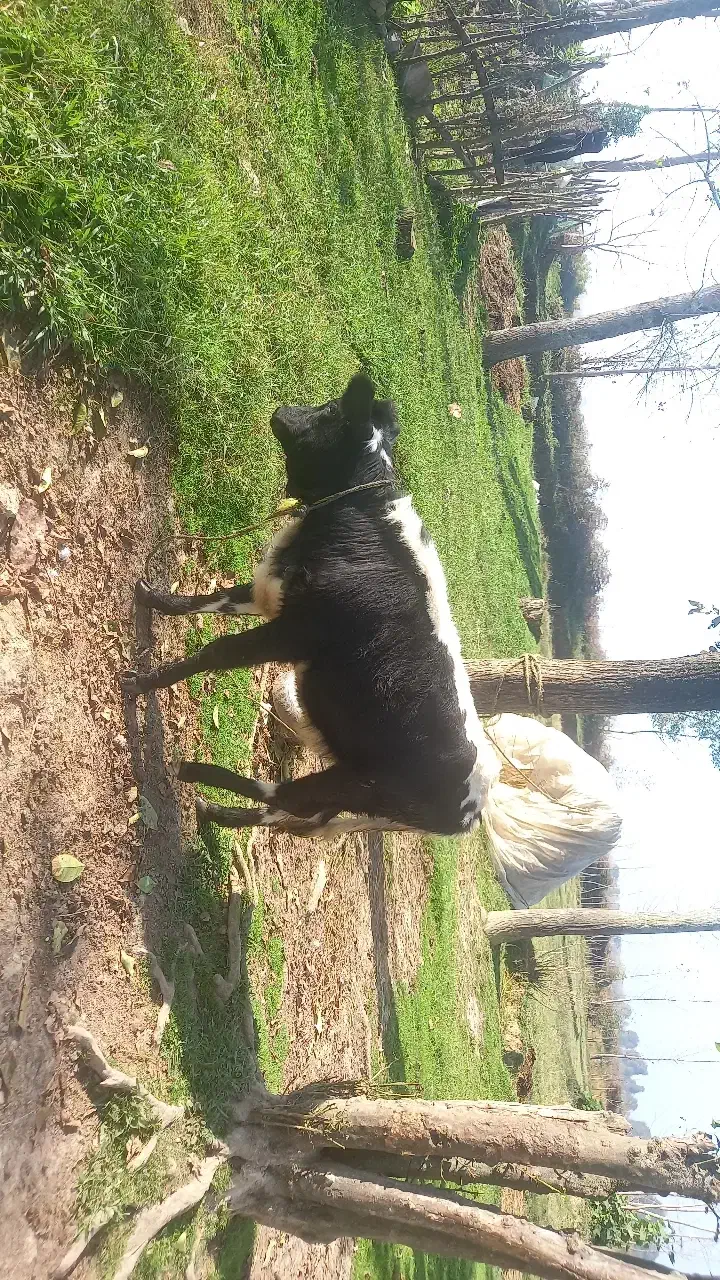 لیشه دورگ ۹ ماه|حیوانات مزرعه|سیاهکل, |دیوار