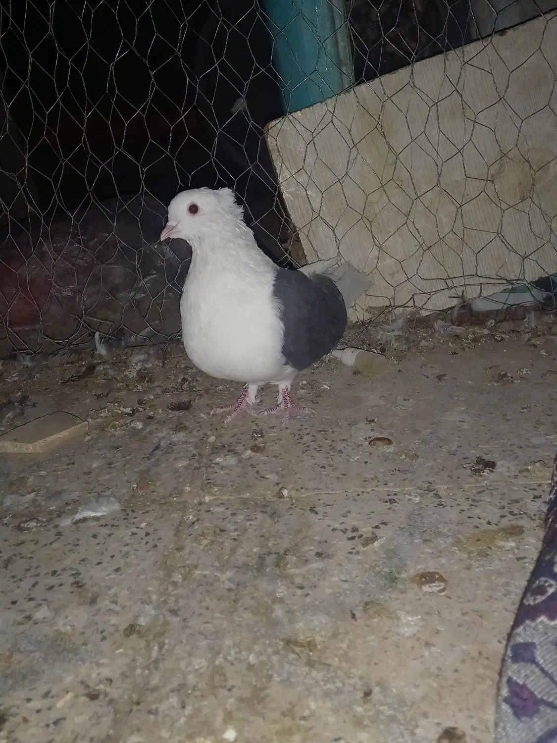 پشت دار|پرنده|بم, |دیوار